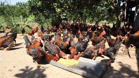 Bắc Ninh: Sử dụng thức ăn bổ sung thảo dược nhằm nâng cao hiệu quả kinh tế trong chăn nuôi gà thịt